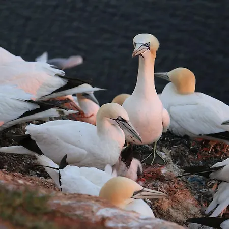 アパート Gaestehaus Cap Hoorn